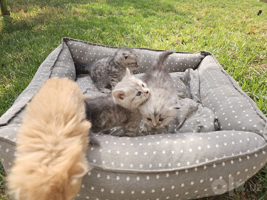 Котята от шотландской вислоухой (скотиш фолд)
