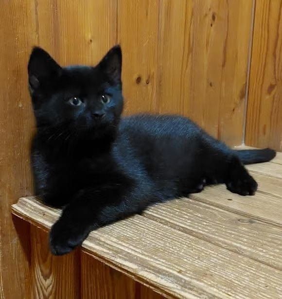 British Black motanel