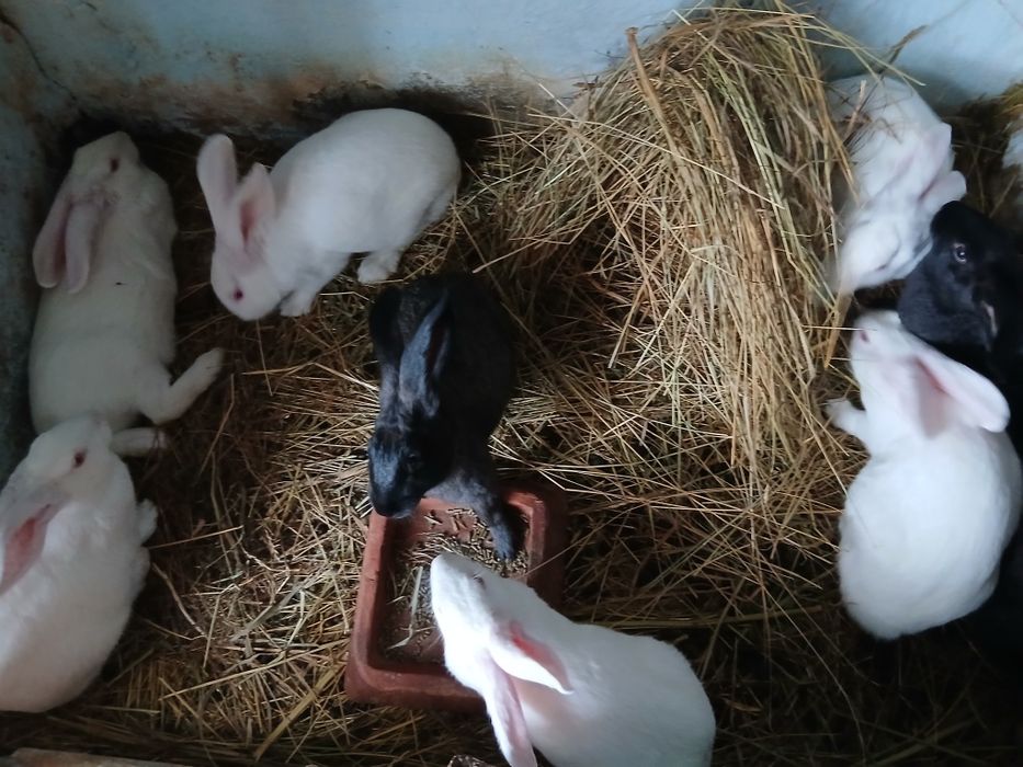 Iepuri hycol francez