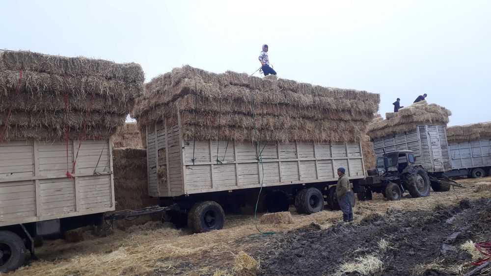 Сабан камыс сатылады уйдин тобесине