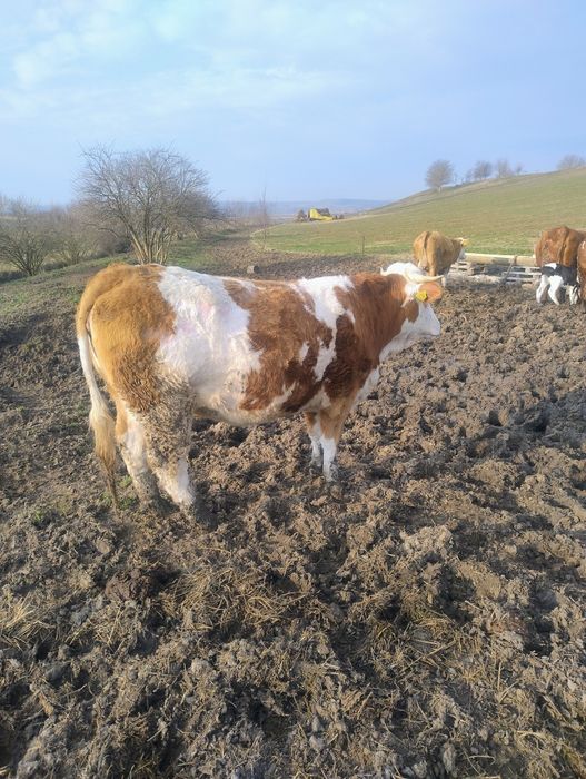 Juninci la prima fătare!!