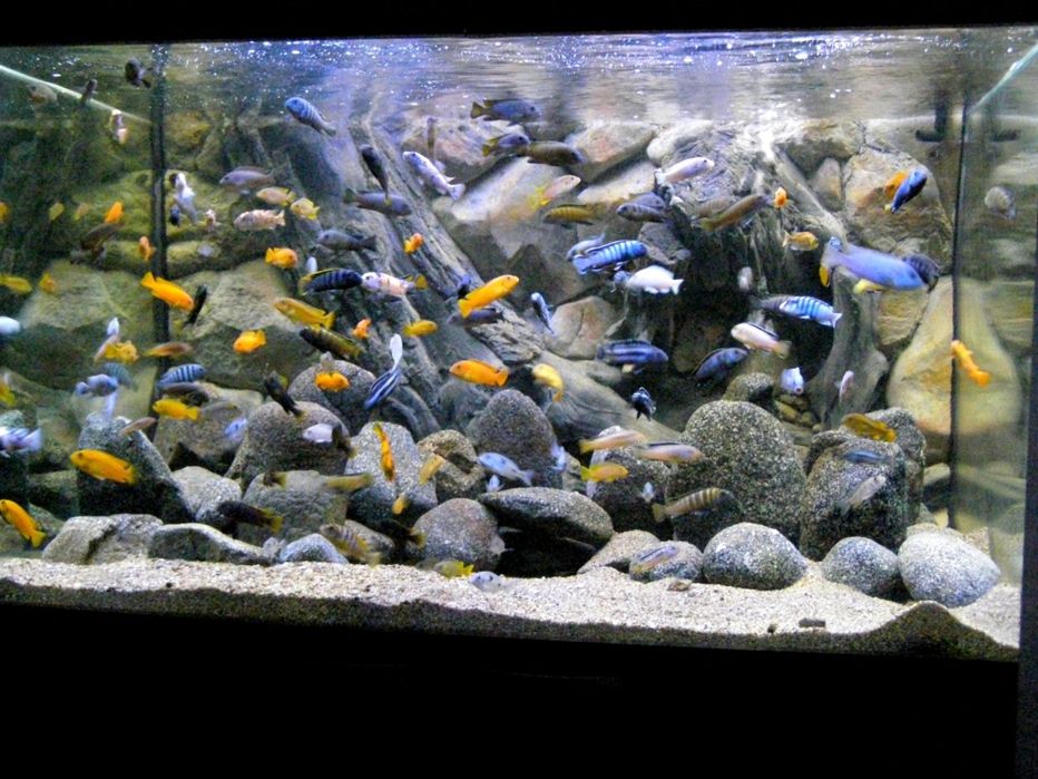 Африка малави цхлит сотилади 35-40 хил турлари бор