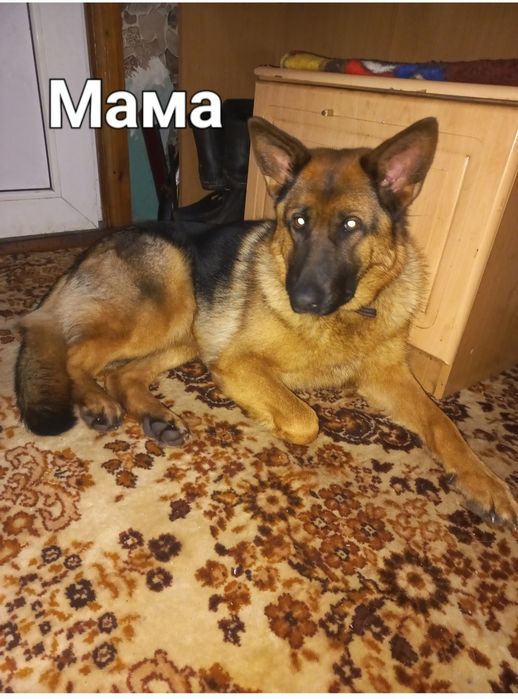 Продам щенков немецкой овчарки