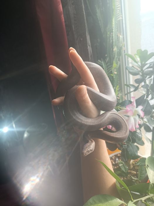 Продам Колумбийского удава