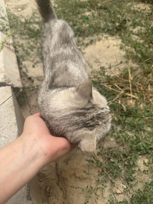 скоттиш страйт ласковая