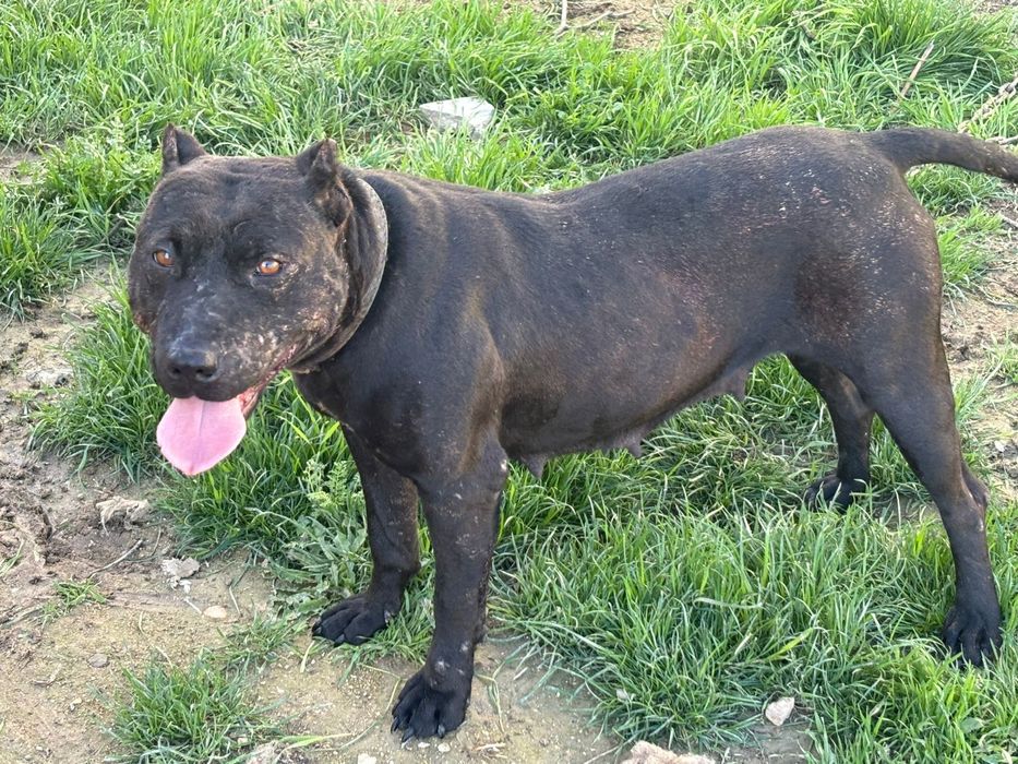 Питбуль ургашы 1рет туган