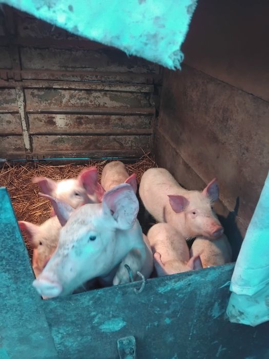 Бели малки прасенца