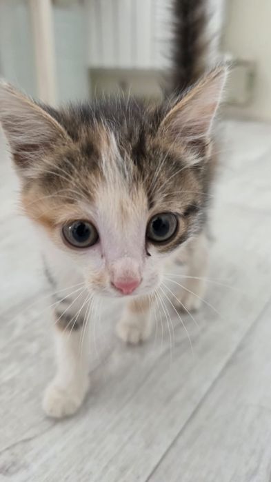 Отдам котёнка, девочка. Подобрали на улице