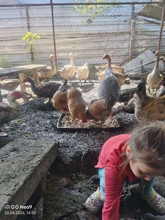 Продам гусей белых, молодых