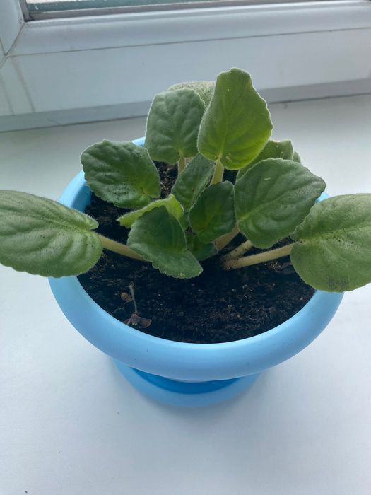 Продам комнатные фиалки