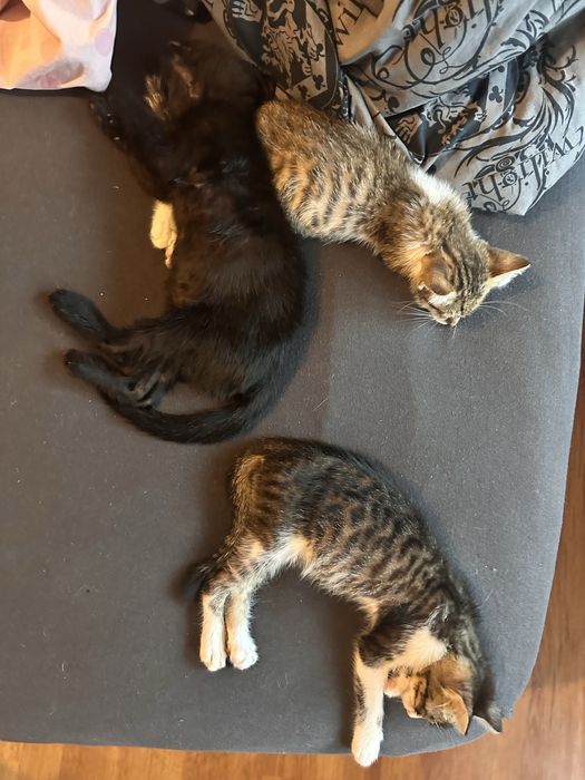 Подарявам 3 котенца