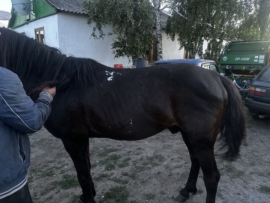 Продам обученного Айгыра 9 лет