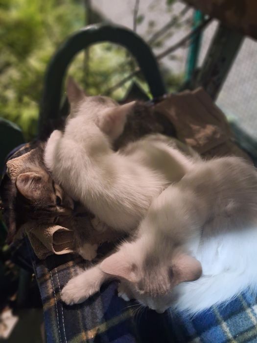 Отдам котят в добрые руки