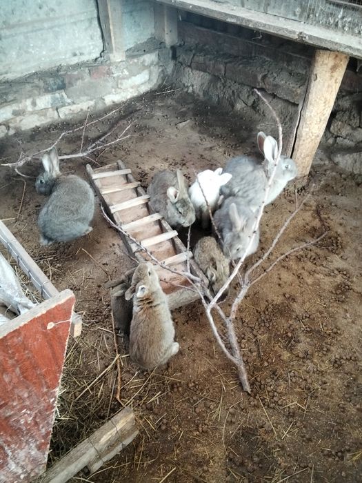 Продаются крольчата