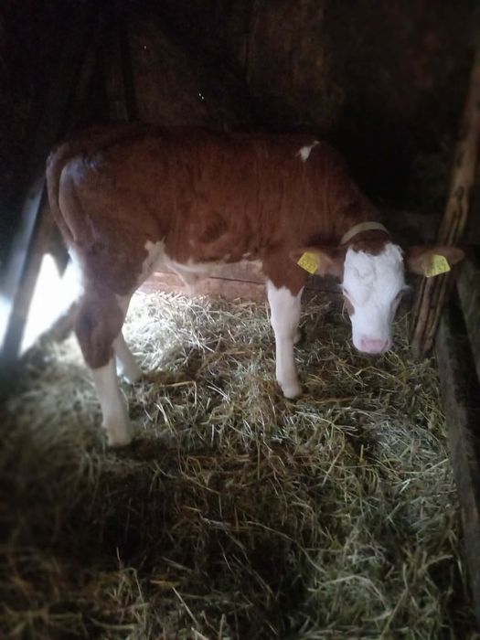 Vând vițel bălțat românesc