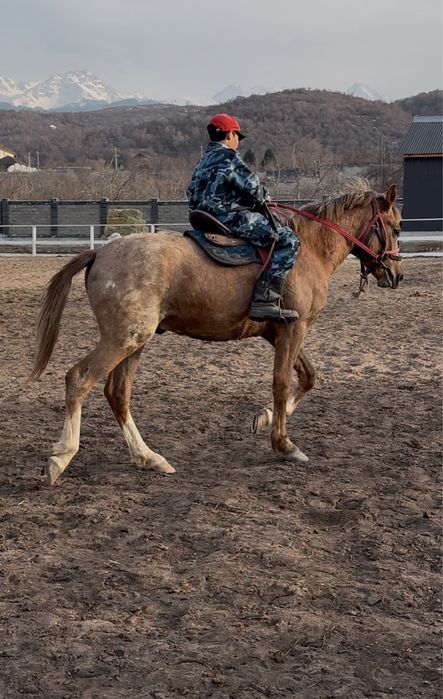 Продается жеребец англ-араб.