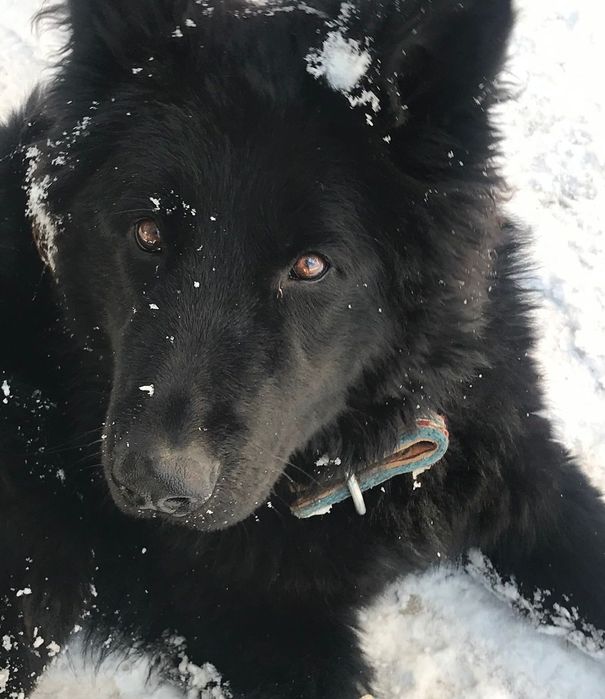 Кобель. Вязка. Черная немецкая овчарка