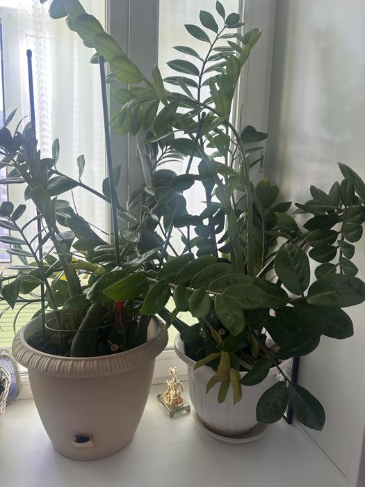 Цветок долларовый