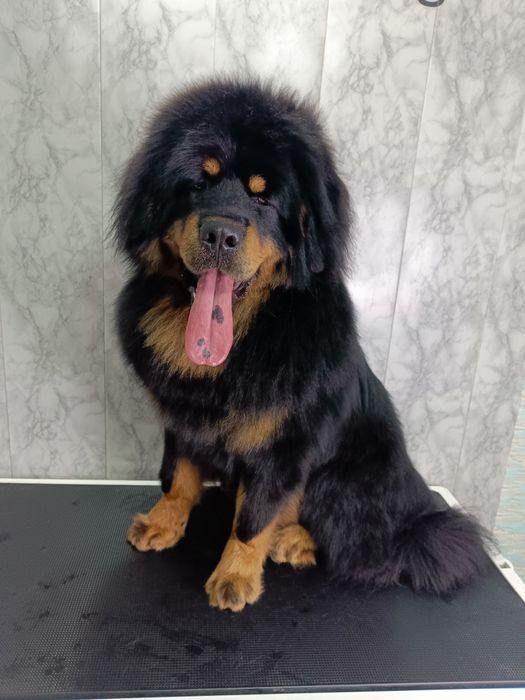 Профессиональный  груминг собак