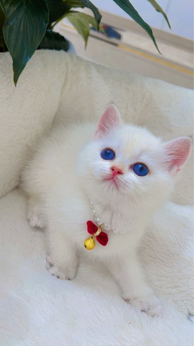 Поинт 2ойли киз бола