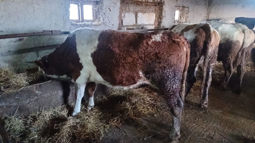 Vaci și jurinci gestante