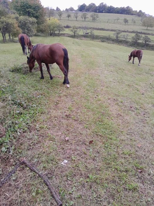 VÂND 2 MÂNZI frumosi