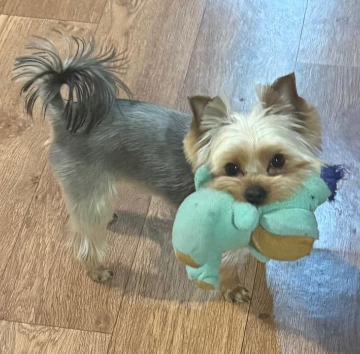 Мини мальчик Йоркширский терьер