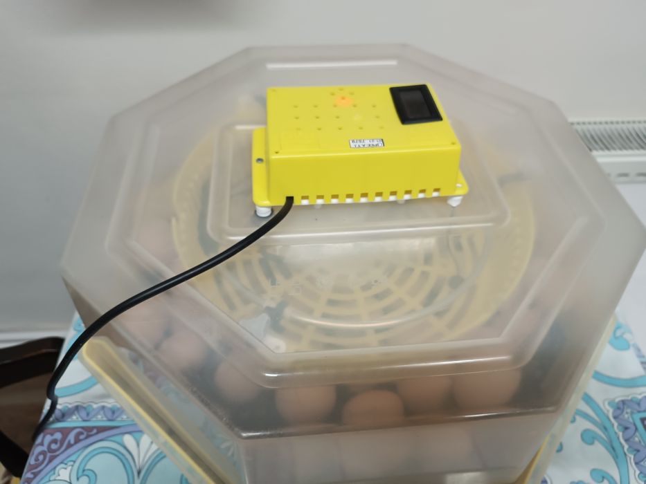 Ouă australop incubat