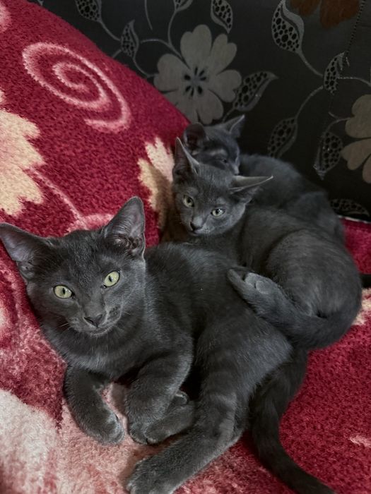 Отдам котят 2 месяца