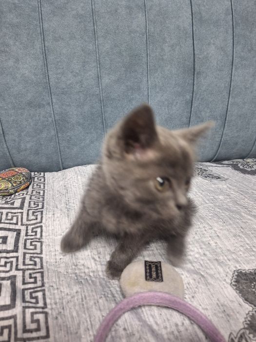 Котёнок британский 1 месяц
