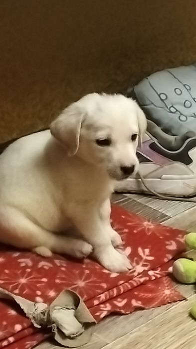 Продам щенка, породы лабрадор.  2,5 месяца, окрас палевый .