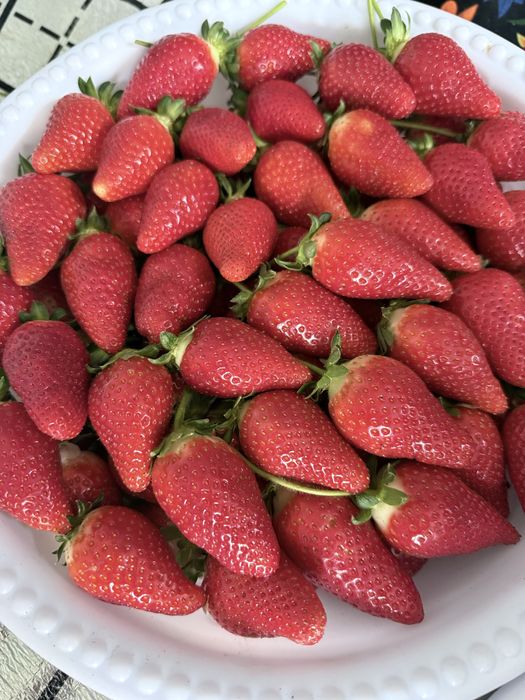 Клубника qulupnay