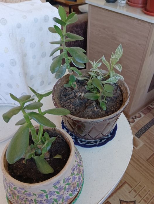 Продам лечебное растение толстяка