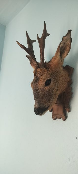 Păsări naturalizate (împăiate)