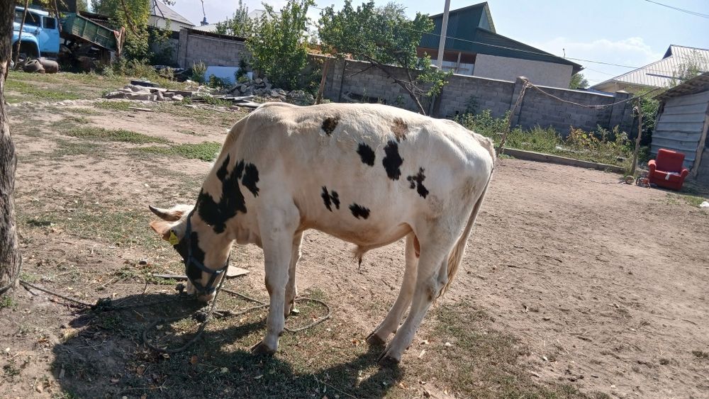 Продам хорошего быка.Срочно.