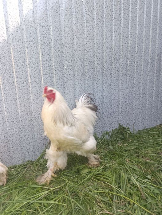 Brama tovuq va xoʻroz sotiladi