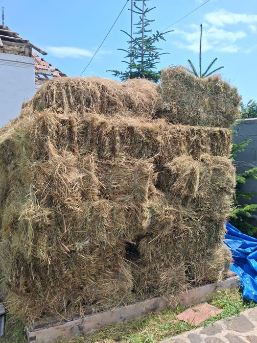 Baloți lucernă și fân