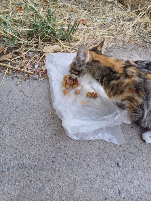 Пристраивается котенок в добрые руки.