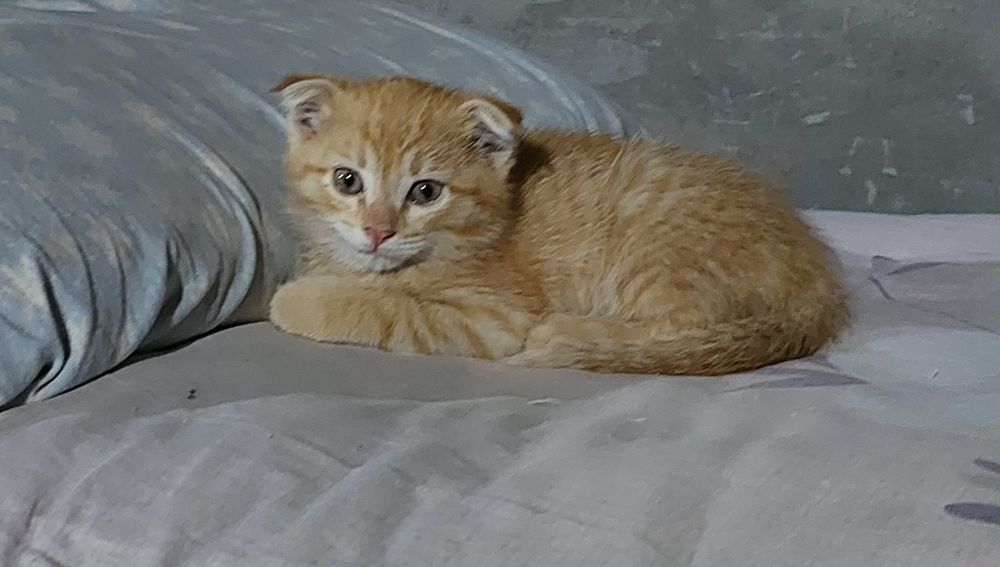 Продаются породистые котята