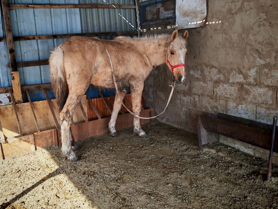 Тай,жылқы,Жабағы,Құнан.Конь, Лошадь,Жеребец