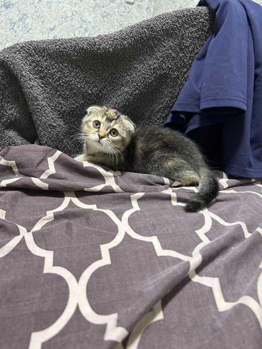 Котята шотлнаской породы