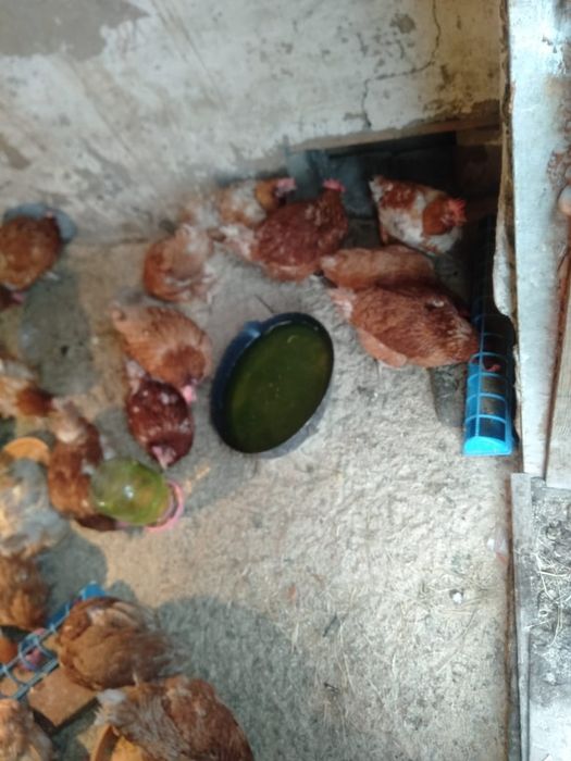 Куры Ломан Браун