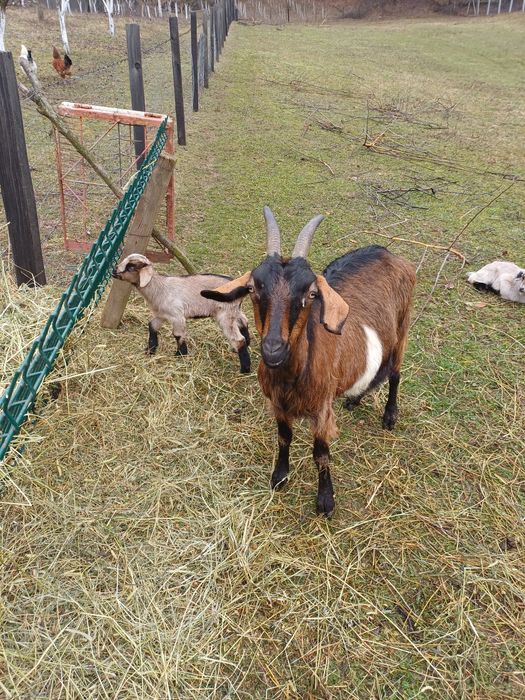 Vind capră cu iada 700 lei