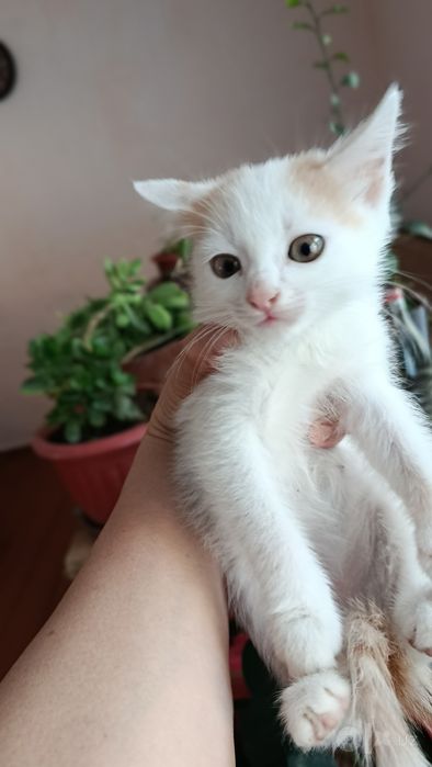 Отдадим в добрые руки!