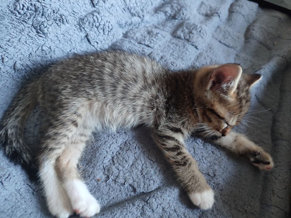 Отдадим котят-бесплатно