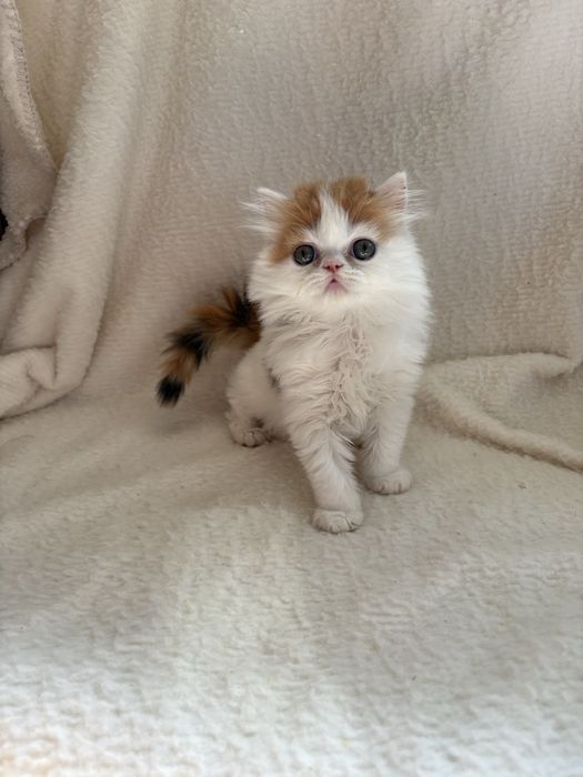 Котята хайленд страйты профессионального питомника