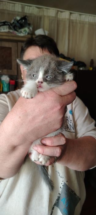 Продаются котята два мальчика и одна девочка .