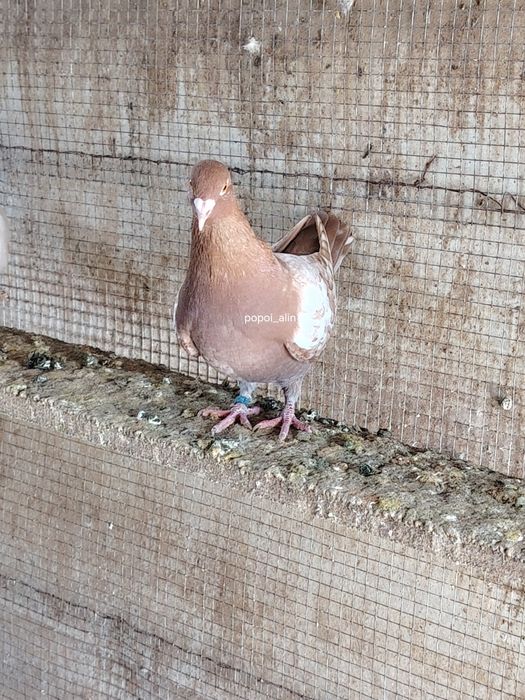 Porumbei colorati toy stencil frill stencil