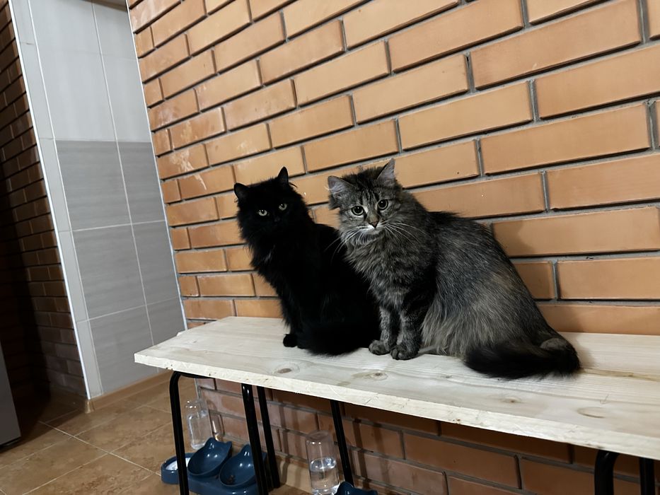 Отдам котят! От кошки мышеловки!