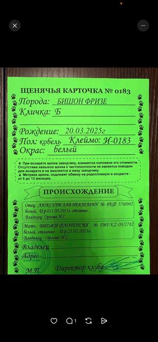 Порода Бишон фризе